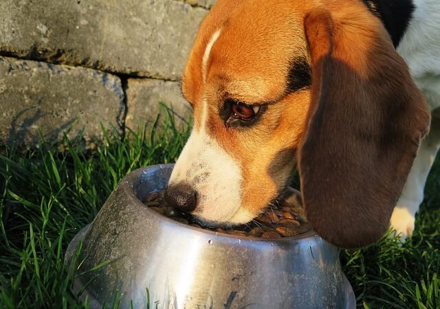 How to Stop a Dog From Counter Surfing and Stealing Food