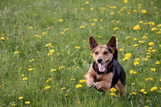 Dog joyfully running and playing in a green meadow