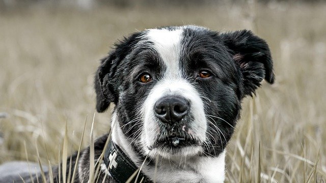 Best Dog Activity & Health Trackers of 2026