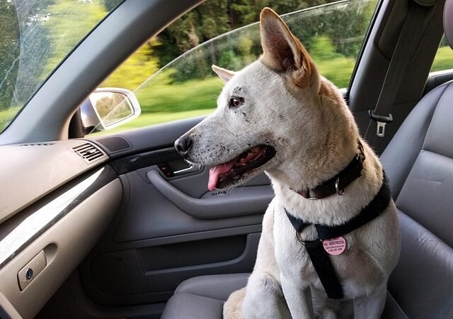 Best Dog Car Booster Seats of 2026: Tested and Compared