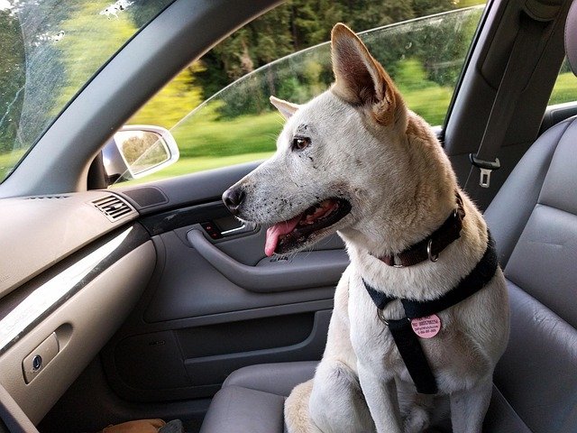 Best Dog Car Booster Seats of 2026: Tested and Compared