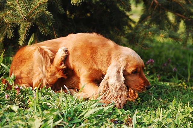 Dog scratching its neck with a hind leg, showing the self-trauma that triggers hot spots
