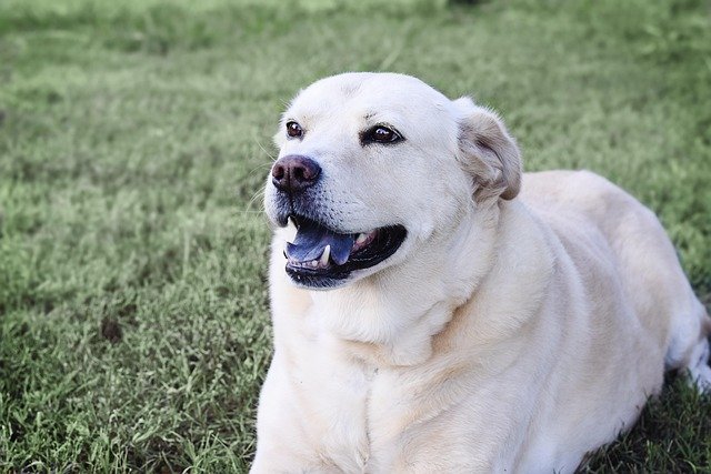 Best Dog Cooling Mats of 2026: Beat the Heat Safely
