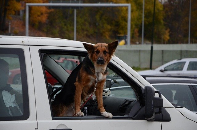 German Shepherd standing unsecured with head out of a car window in a parking lot