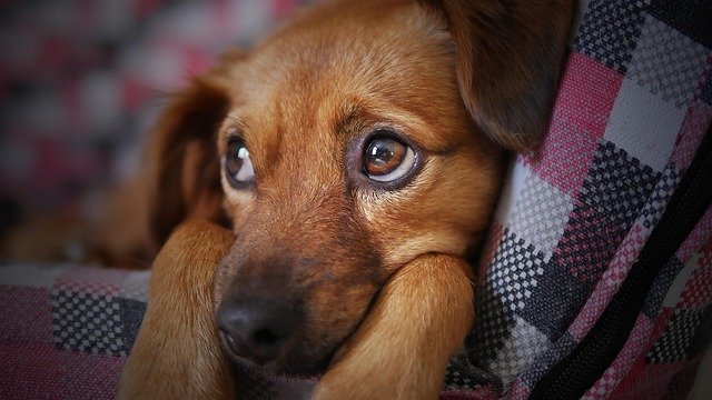 Dog Whining for Attention? How to Stop It Without Yelling