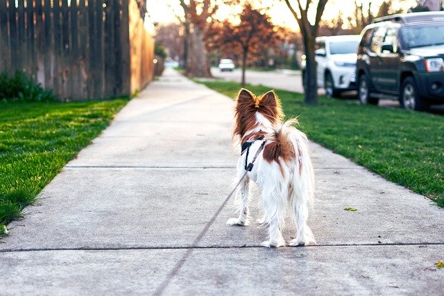 A dog on a walk outdoors