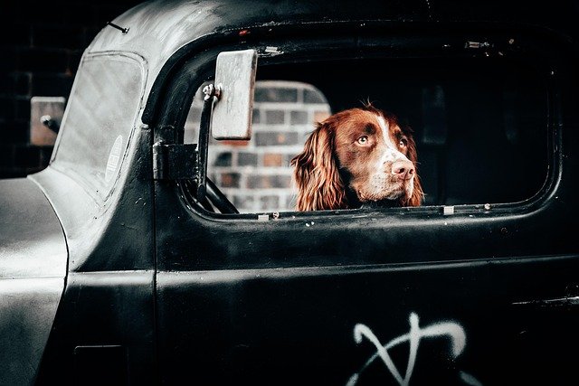 A dog enjoying the freedom to head outside