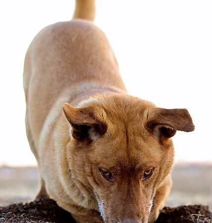How to Stop a Dog From Digging in the Yard (Vet-Backed Tips)