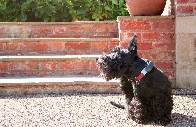 Scottish Terrier puppy scratching itself outdoors, illustrating persistent itching behavior
