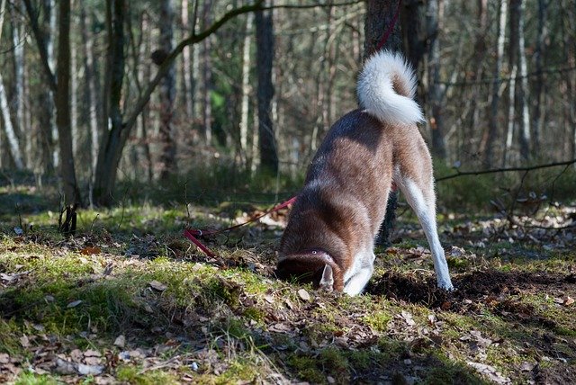 A dog with its nose to the ground digs in a wooded, grassy area.