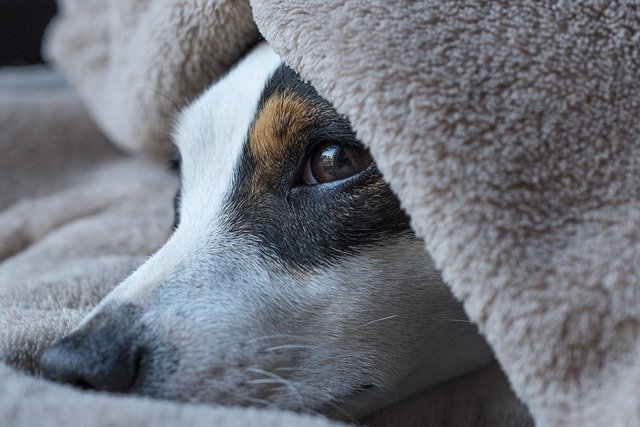 Dog Afraid of Thunderstorms & Fireworks? What Helps