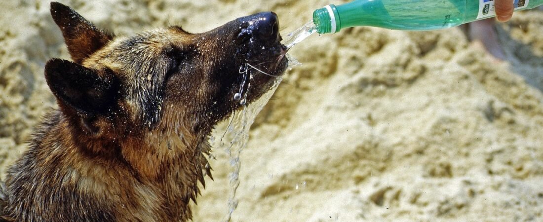 Best Dog Water Fountains of 2026: Filtered & Quiet Picks