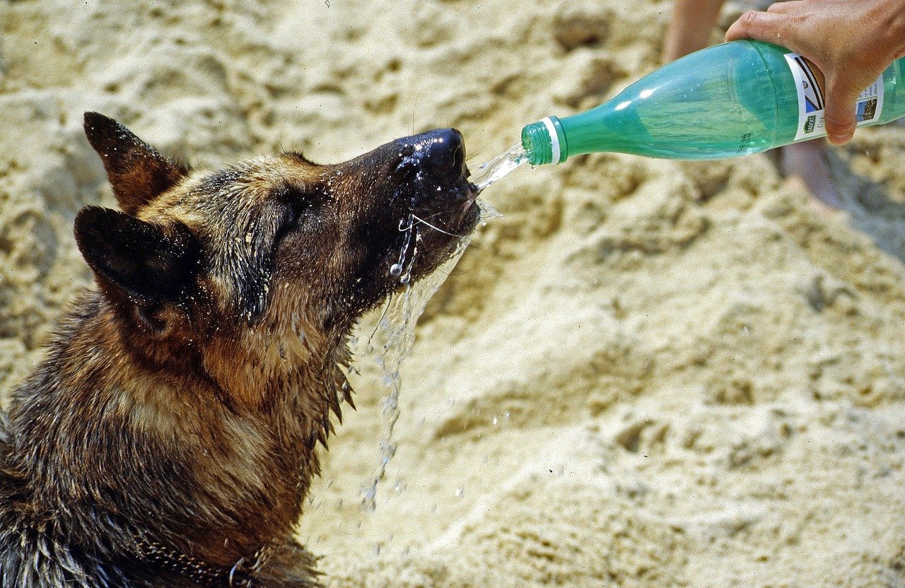 Best Dog Water Fountains of 2026: Filtered & Quiet Picks