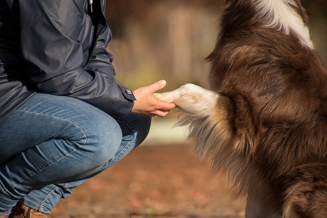 Dog raising a paw toward a person crouching beside it