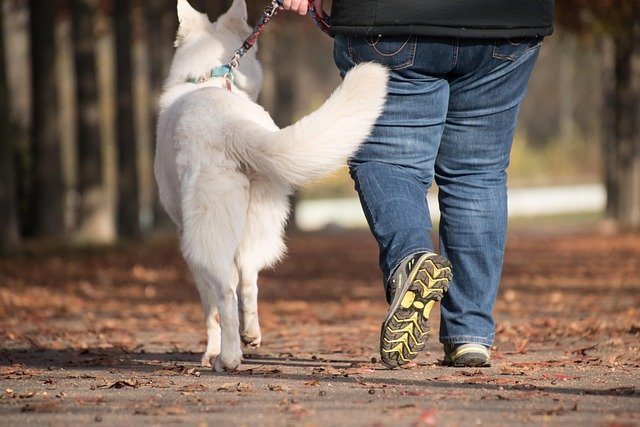 Dog walking on a leash beside its owner on a path, illustrating safe leash practice