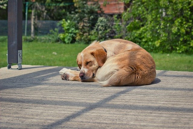 A dog rests curled up and relaxed in a calm, quiet spot.