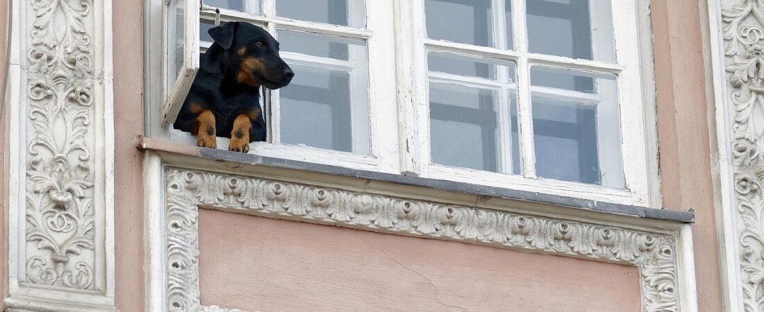 Best Smart Dog Doors of 2026: Microchip & App Picks