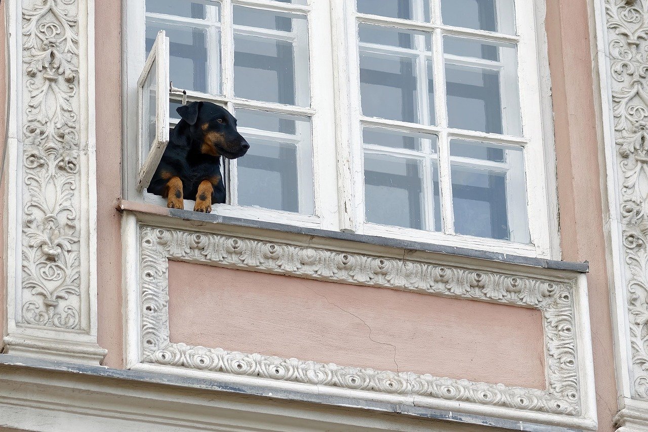 Best Smart Dog Doors of 2026: Microchip & App Picks