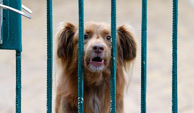 How to Stop Your Dog From Barking at Night