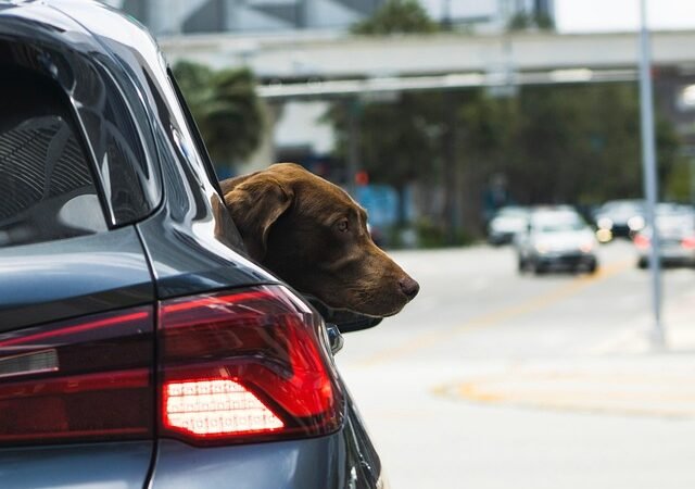 How to Crate Train a Dog for Car Travel & Road Trips