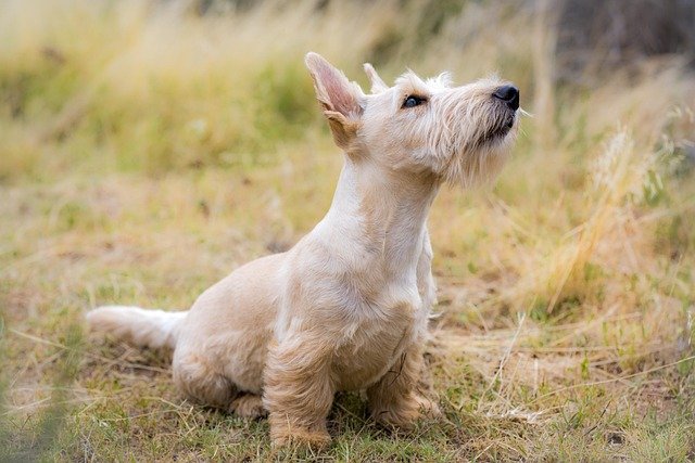 Small white terrier sitting in dry grass and looking up