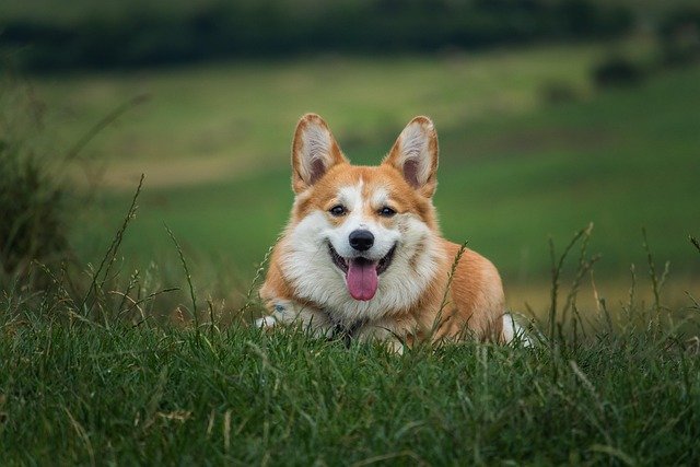 Corgi dog lying in a grass field panting with tongue out