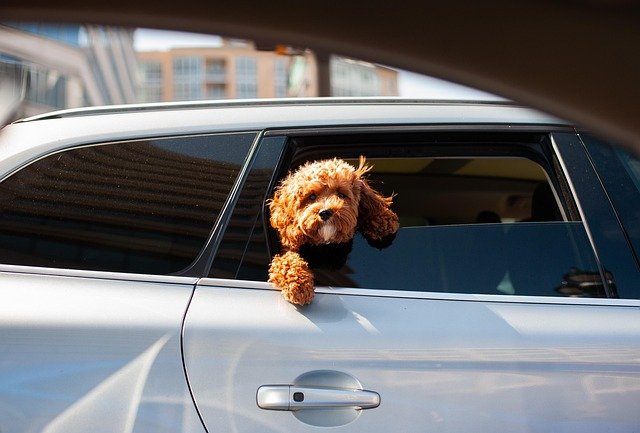Small fluffy dog with head out of the back seat window of a car