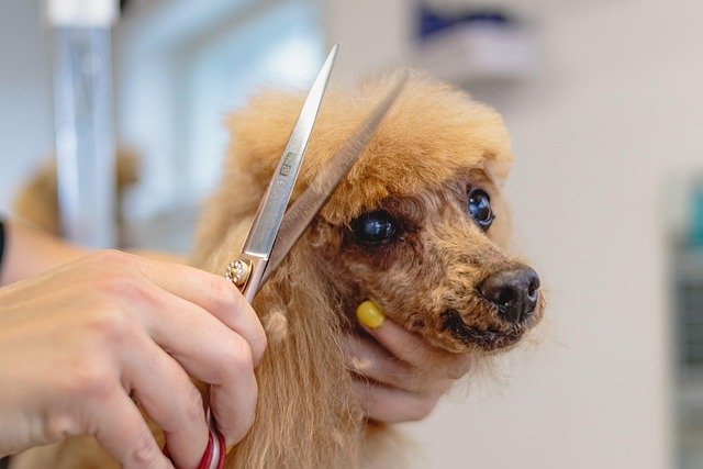 A groomer trims a curly-coated dog's face fur with scissors during a grooming appointment.