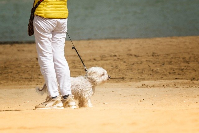 A dog walking calmly on a loose leash