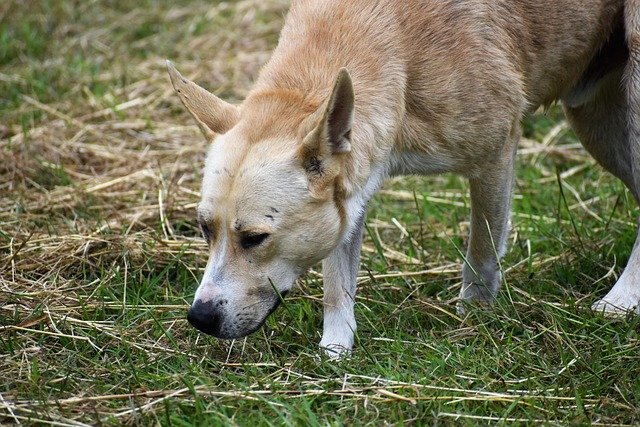 Why Do Dogs Eat Poop? How to Stop Coprophagia for Good