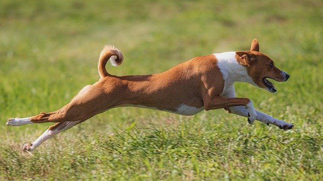 Dog running full speed across grass in an open dog park