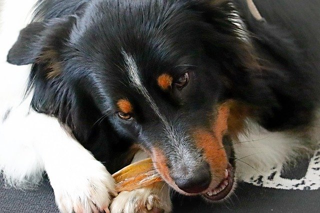 Tricolor dog lying down and chewing on a toy
