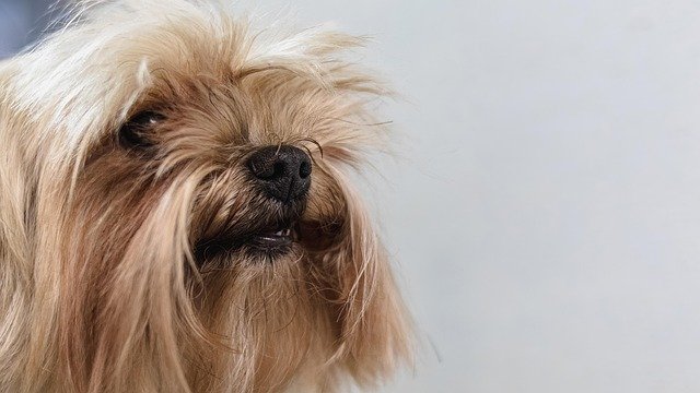 A dog in a grooming session