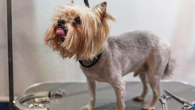 Best Dog Grooming Vacuums of 2026: Quiet, Low-Stress Picks