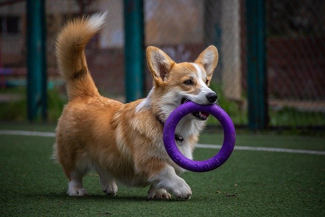 Corgi dog trotting across grass with a purple ring toy in its mouth, illustrating the drop it command