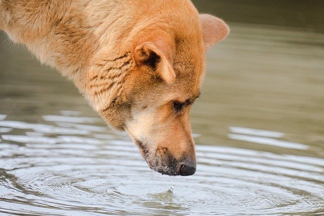 A thirsty dog drinking water