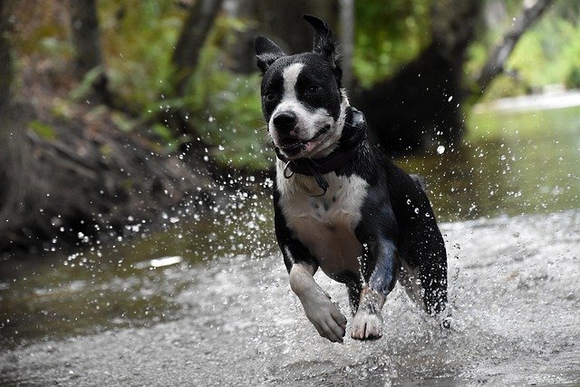 A happy, excited dog