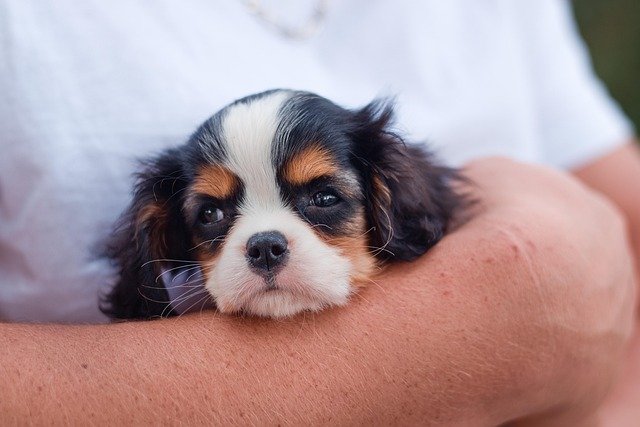 A puppy with a chew toy