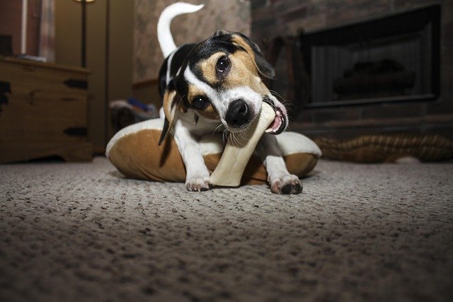 Resource Guarding in Dogs: Causes and How to Stop It