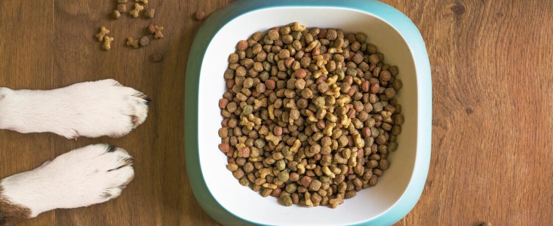 Best Automatic Dog Feeders of 2026: Smart Picks Compared