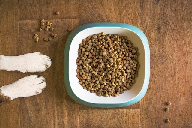 Dog's paws next to a full bowl of kibble on a wooden floor