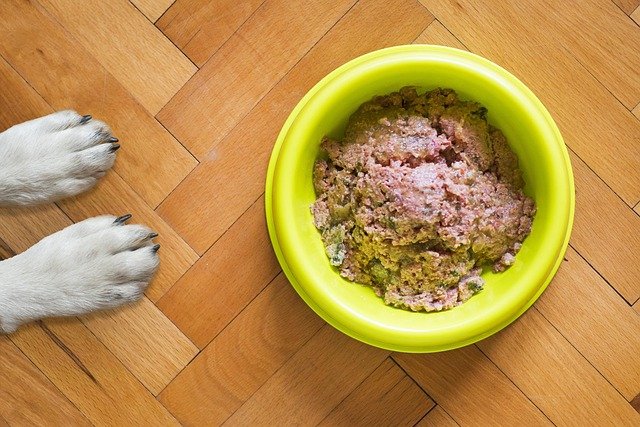 A bowl of measured dog food dispensed on schedule by an automatic feeder