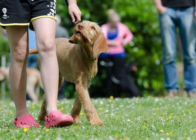 Dog outdoors focusing on its owner's hand during training