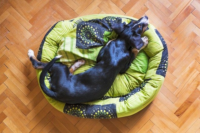 Best Orthopedic Dog Beds of 2026: Vet-Backed Picks