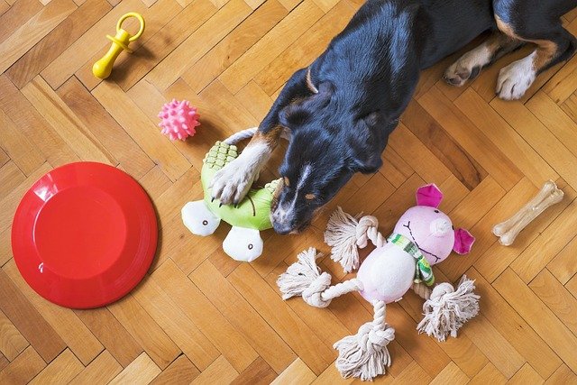 Best Interactive Dog Puzzle Toys of 2026