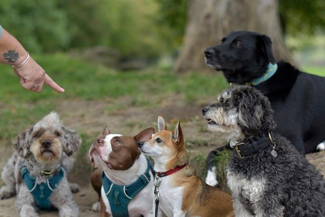 Several dogs watching a hand signal attentively during a training session