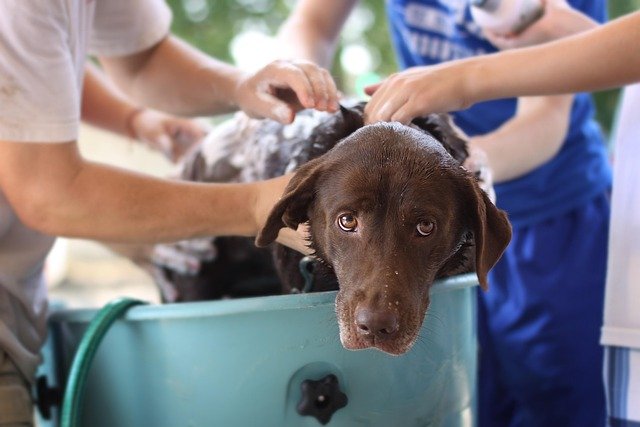 How Much Does Dog Grooming Cost? 2026 Price Guide