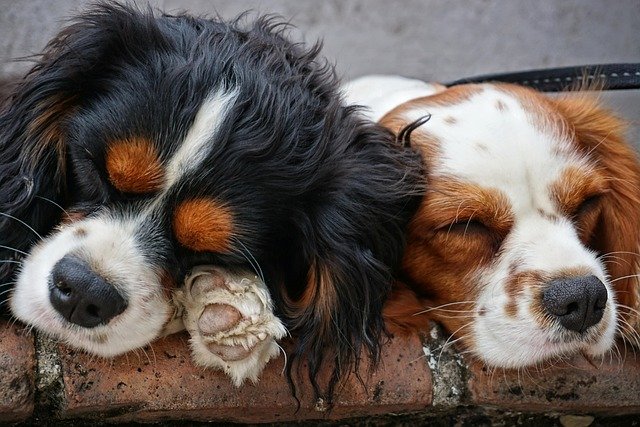 Two dogs curled up sleeping cozily together, resting warm and comfortable