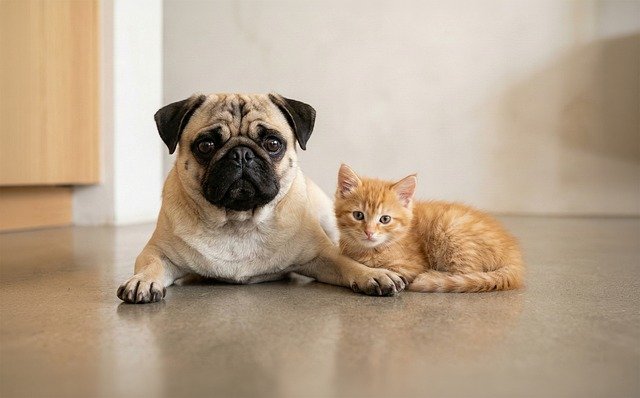 Pug lying on the floor next to an orange cat indoors