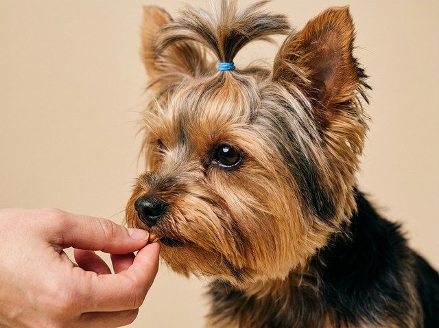 A person feeds a treat to a Yorkshire Terrier by hand during a positive reinforcement training session.